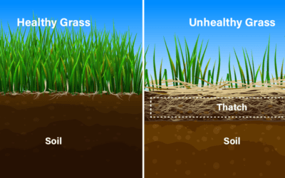 Thatch, what is it and why has it ruined my lawn?